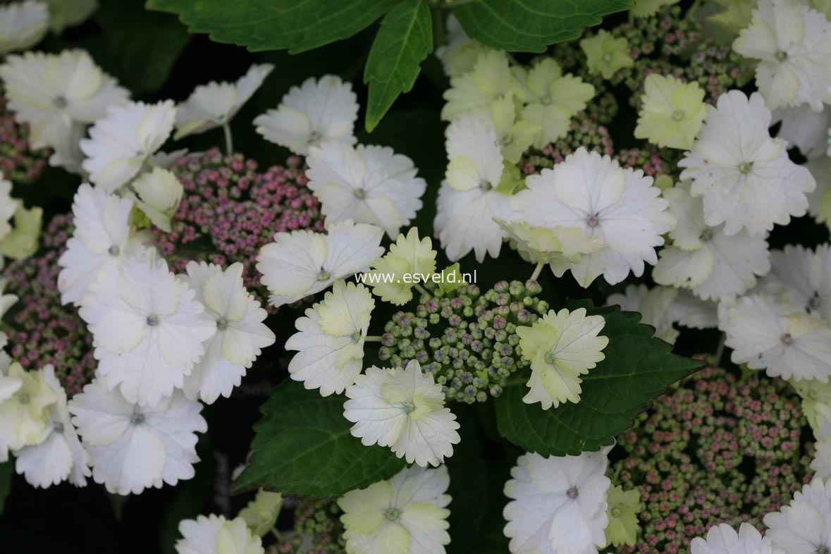 Hydrangea macrophylla 'Koria'