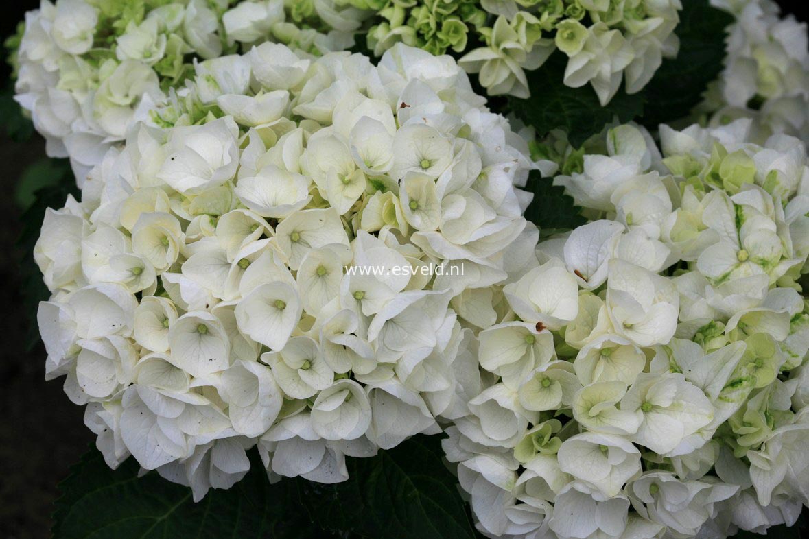 Hydrangea macrophylla 'Wudu'