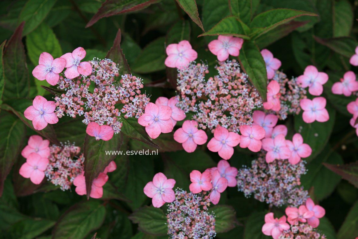 Hydrangea serrata 'Autumn Fire'