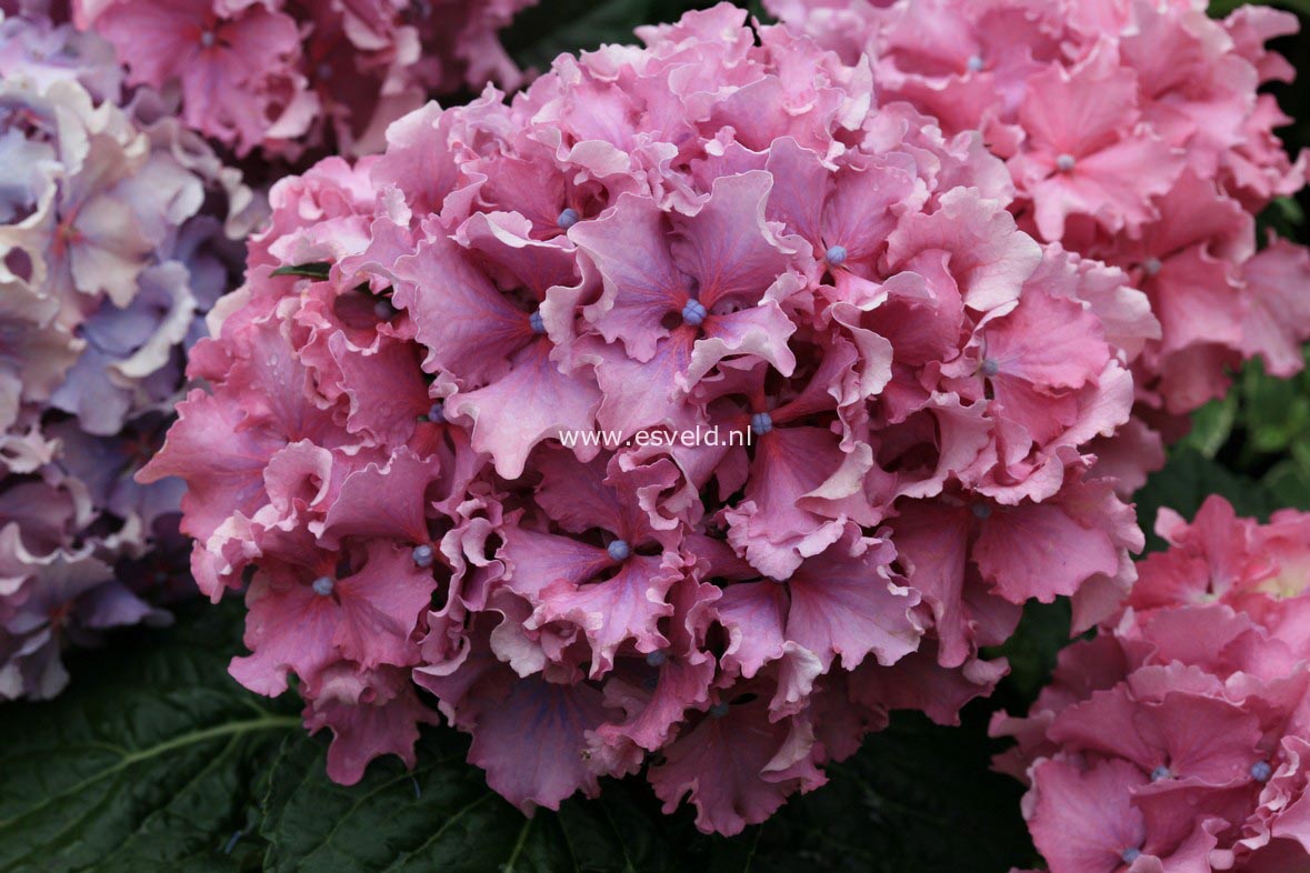 Hydrangea macrophylla 'Spike' (BEAUTENSIA)