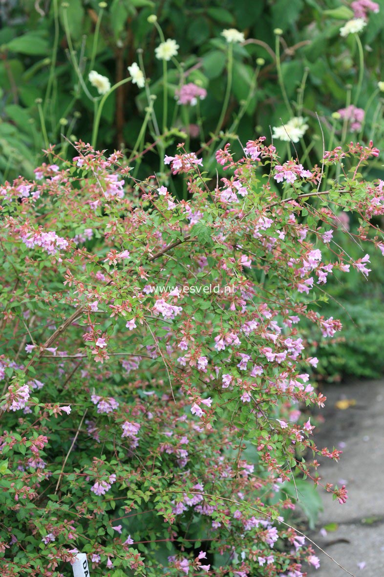 Abelia parviflora