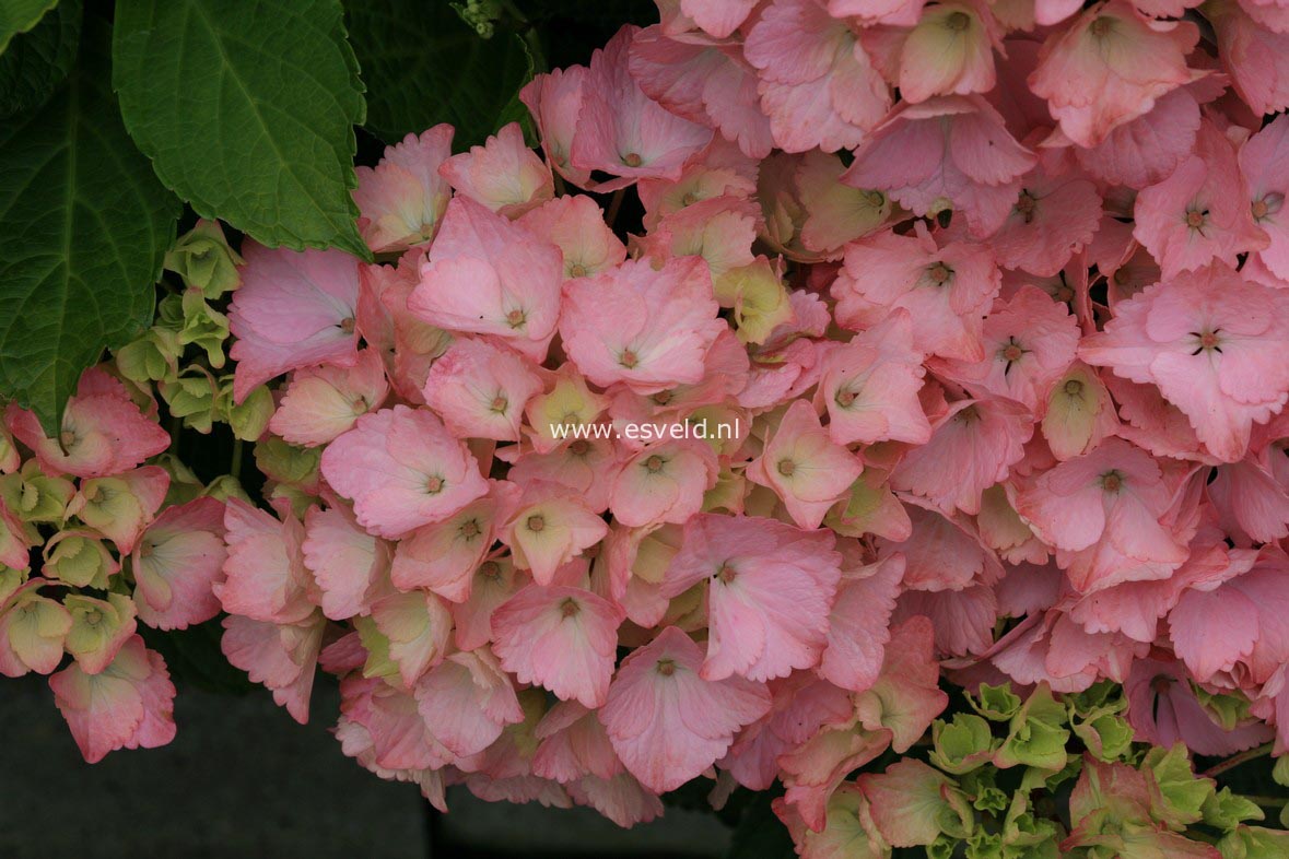 Hydrangea macrophylla 'Rambo' (MAGICAL TOPAZ)