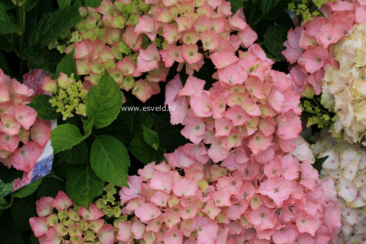 Hydrangea macrophylla 'Rambo' (MAGICAL TOPAZ)