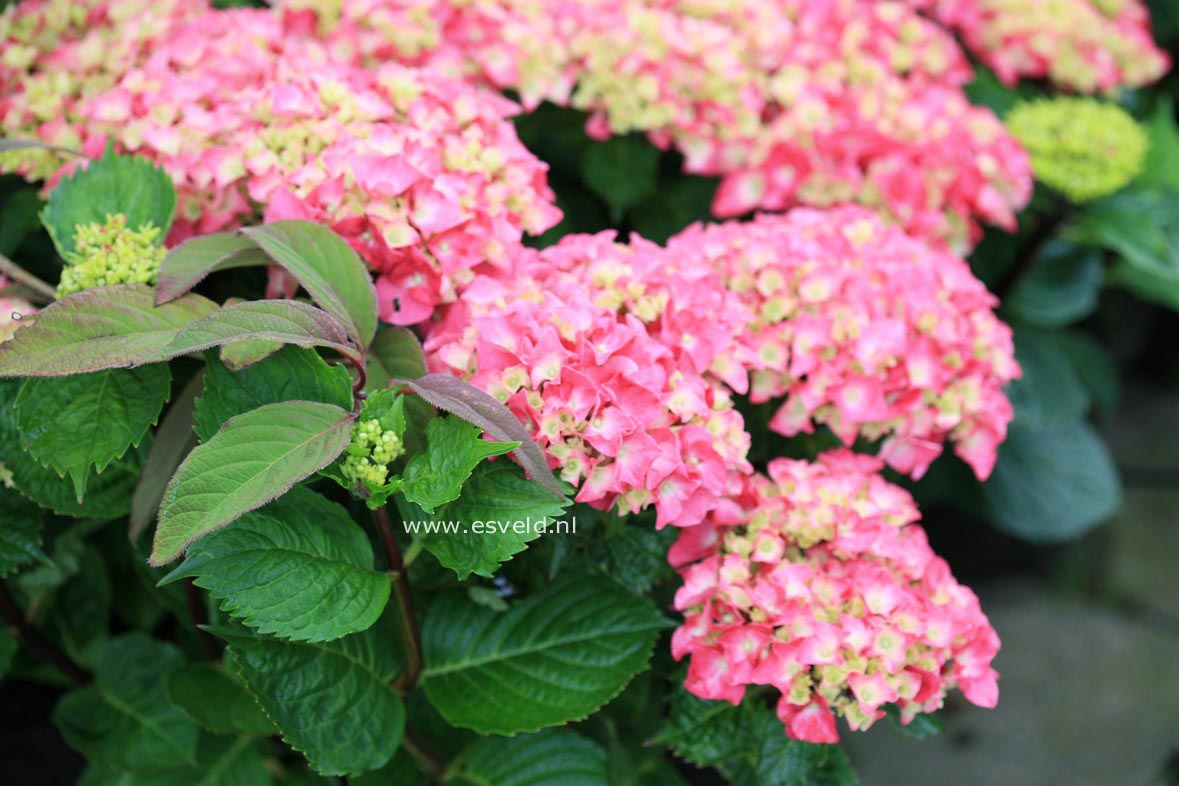 Hydrangea macrophylla 'Zambia' (BLACK STEEL)