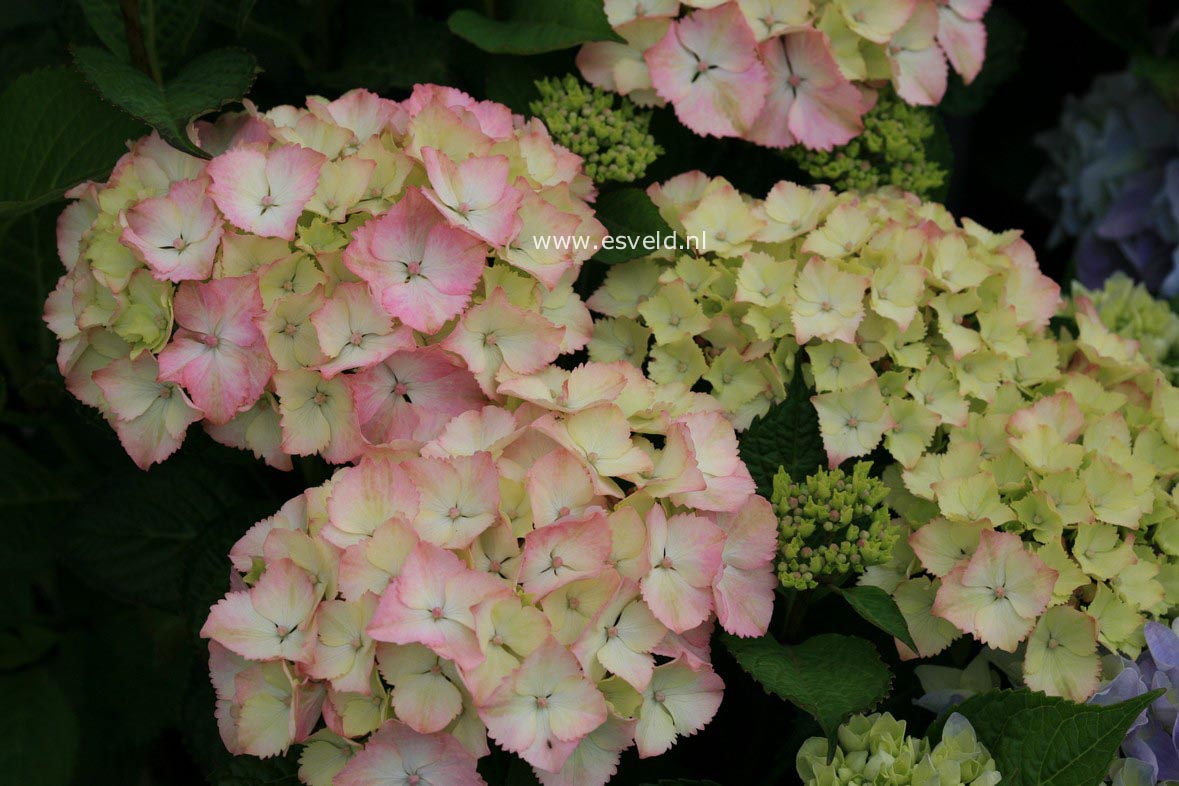 Hydrangea macrophylla 'Hortmahar' (MAGICAL HARMONY)