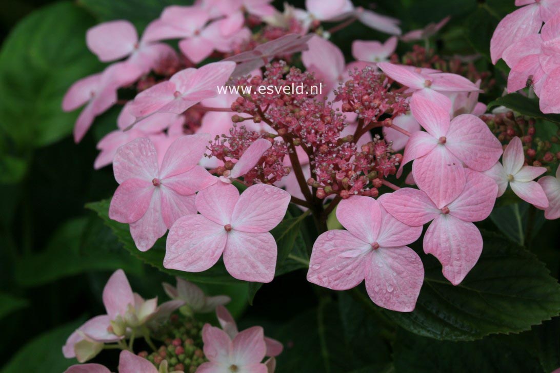 Hydrangea macrophylla 'Dr. Jean Varnier'