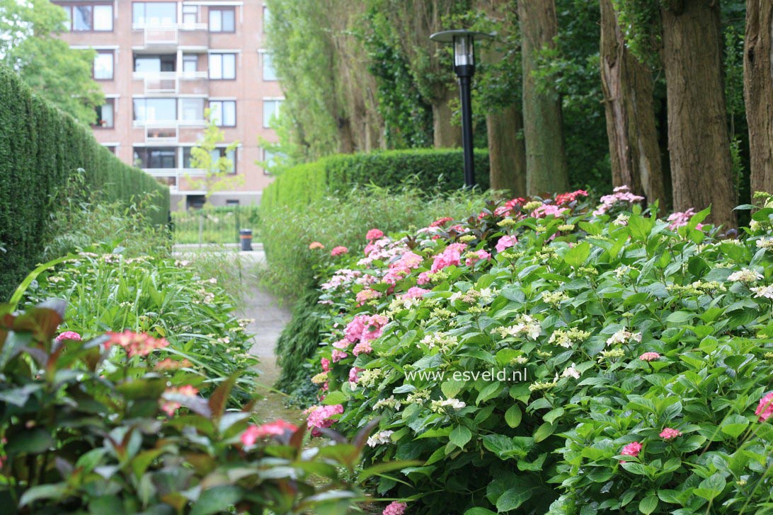 Hydrangea macrophylla