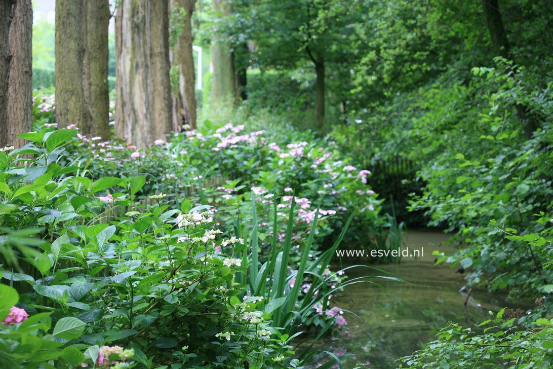 Hydrangea macrophylla