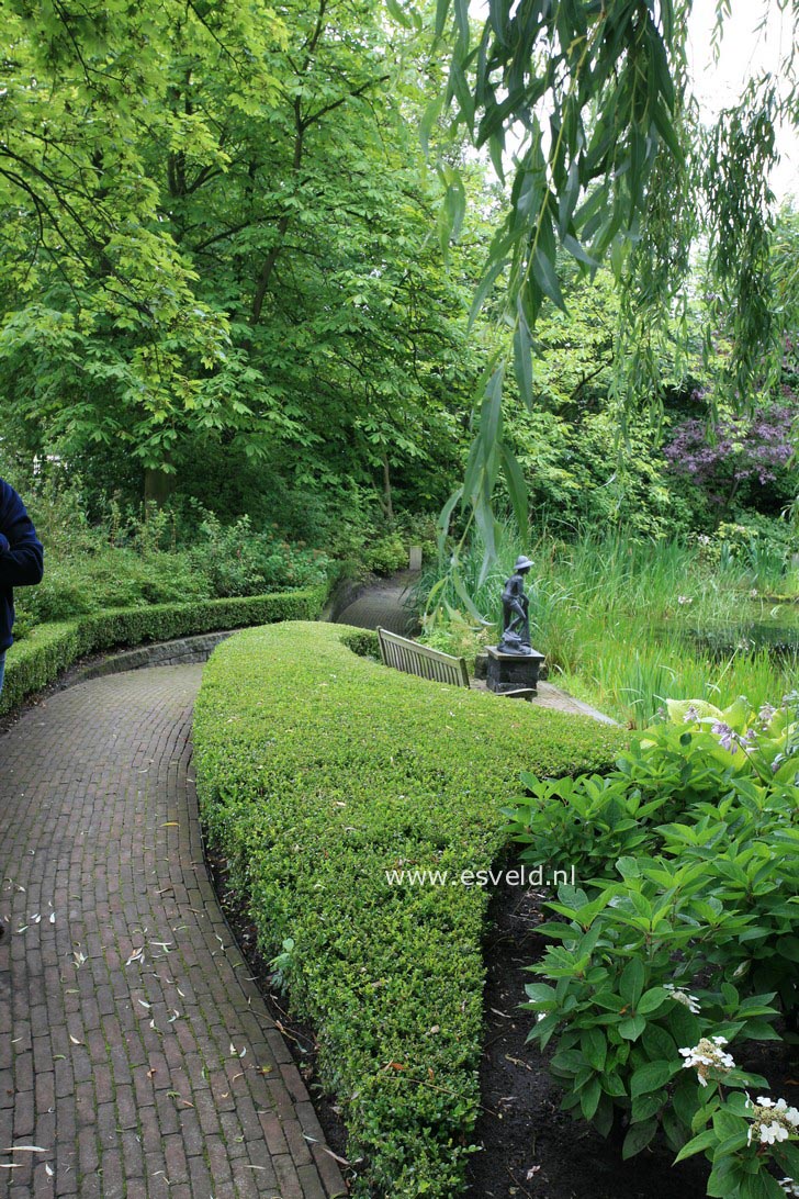 Buxus microphylla 'Faulkner'