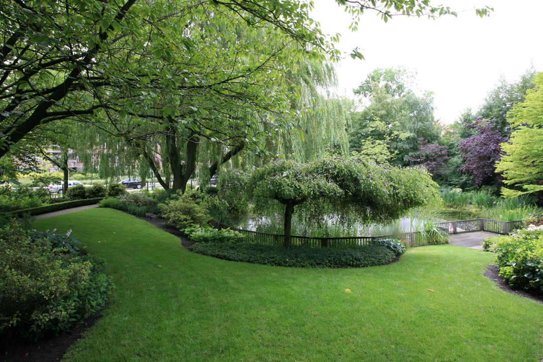 Betula pendula 'Youngii'