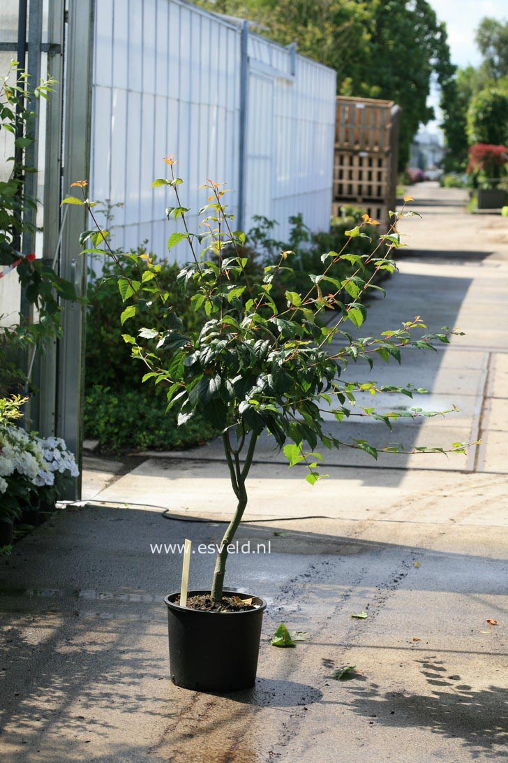 Acer pectinatum 'Sirene'