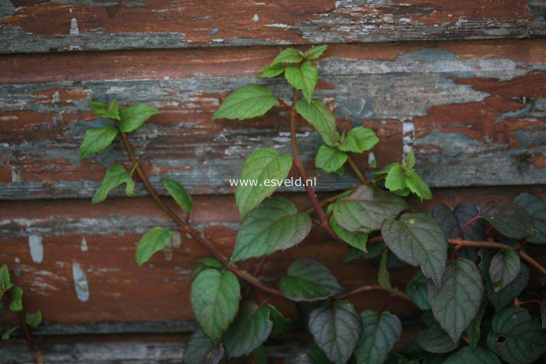 Schizophragma hydrangeoides 'Moonlight'