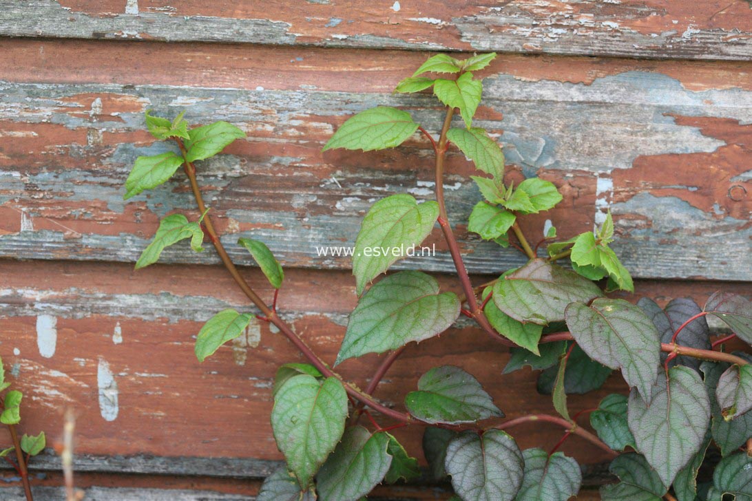 Schizophragma hydrangeoides 'Moonlight'