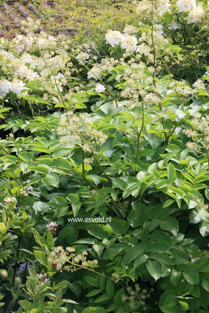 Aralia californica