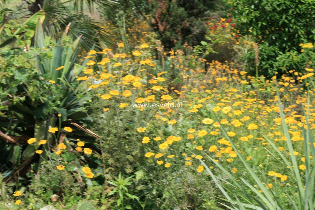 Anthemis hybrida 'E.C. Buxton'