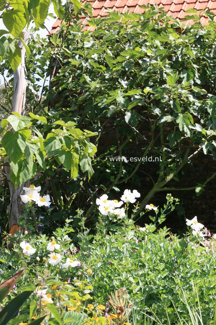 Romneya coulteri