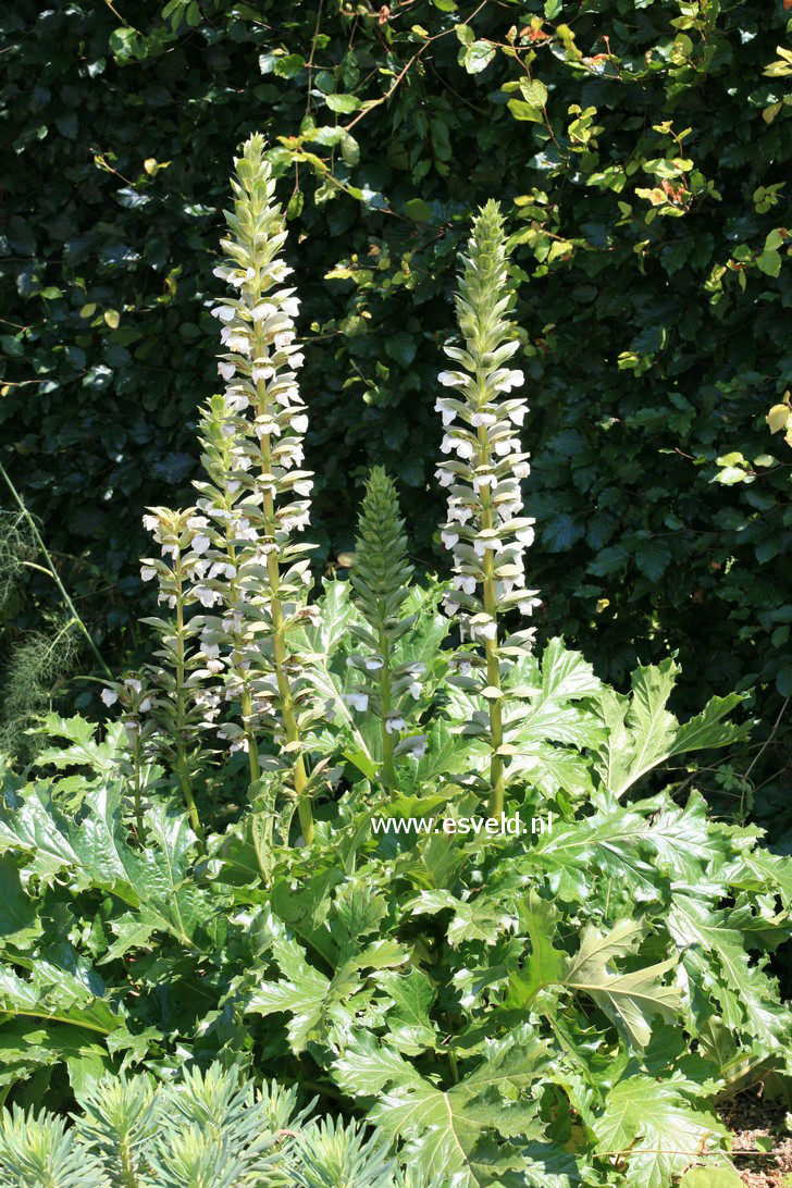 Acanthus mollis 'Rue Ledan'