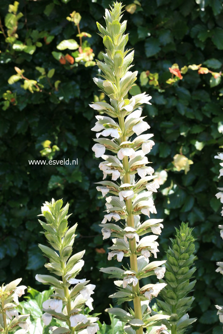 Acanthus mollis 'Rue Ledan'