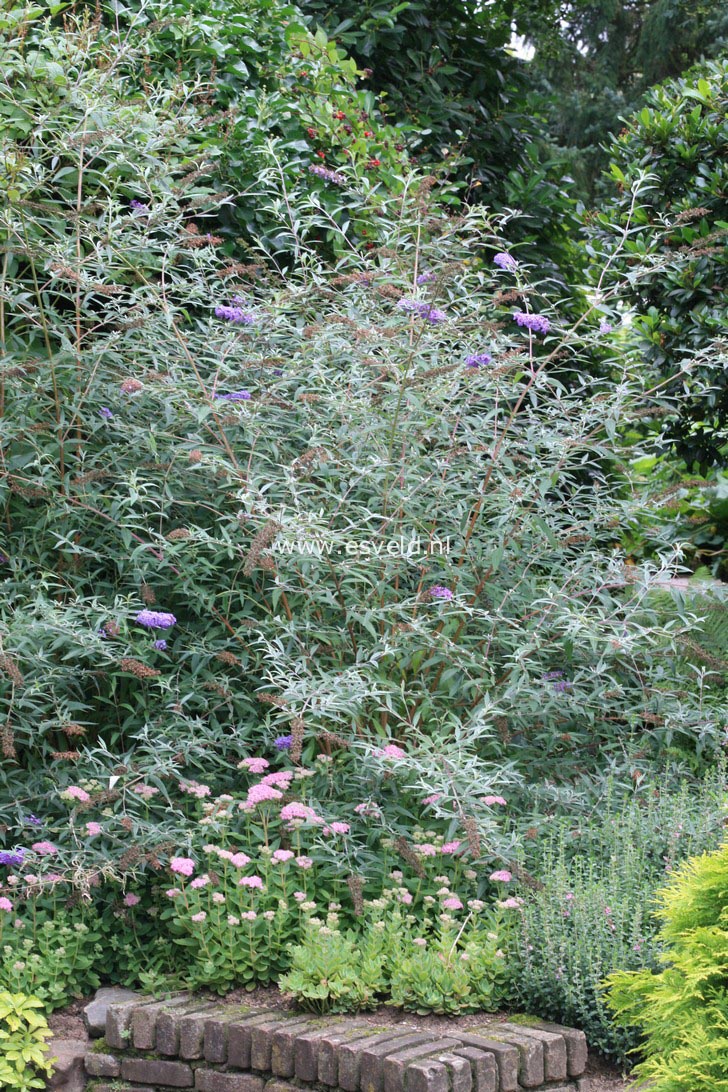 Buddleja davidii 'Nanho Blue'