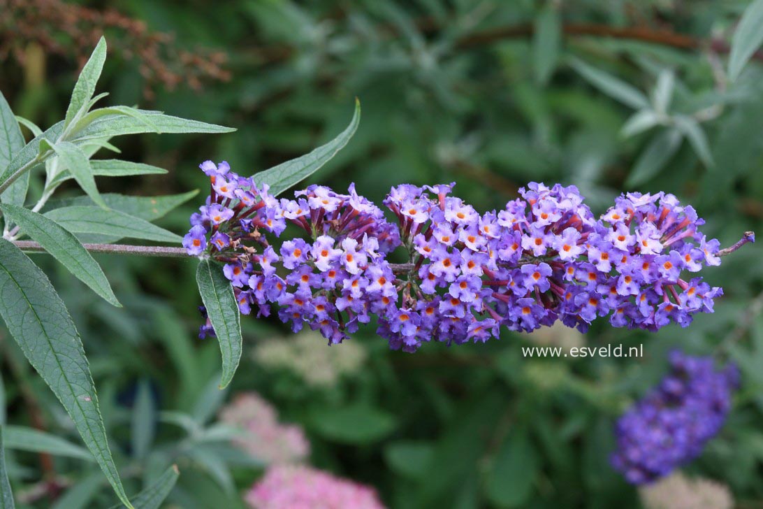 Buddleja davidii 'Nanho Blue'