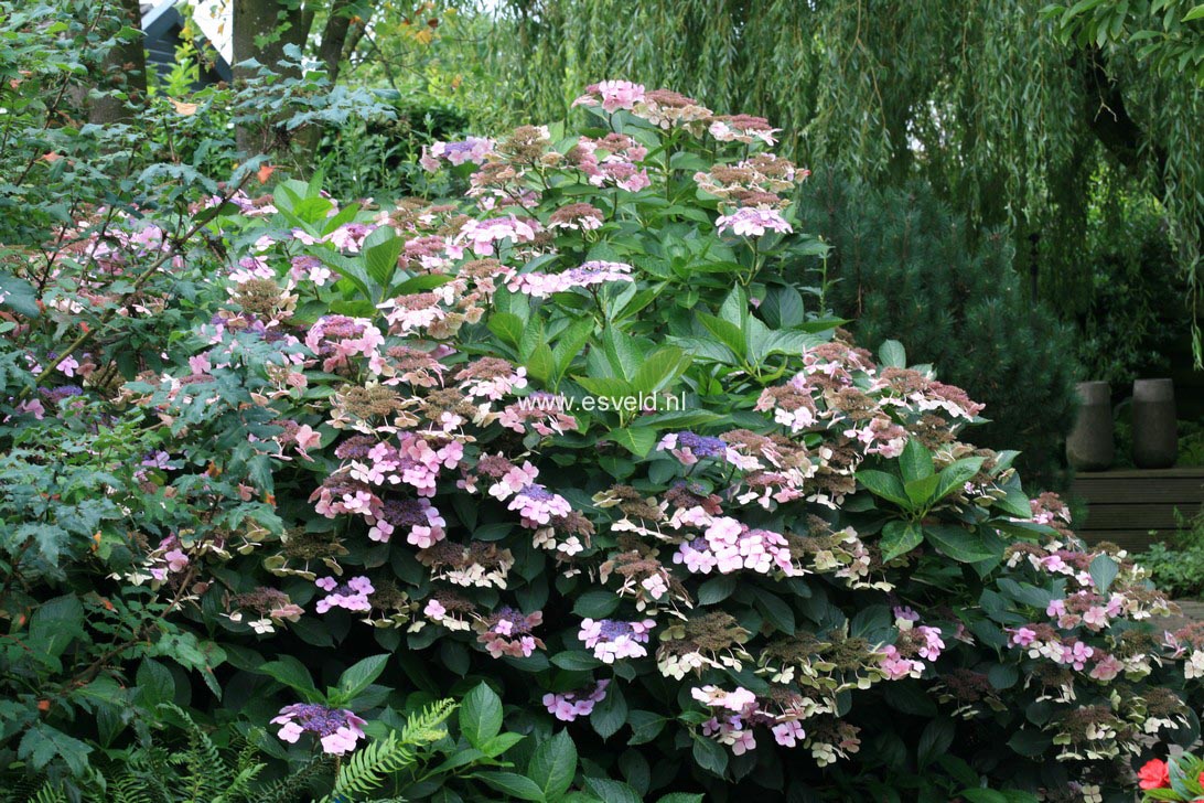 Hydrangea macrophylla 'Mariesii Perfecta'