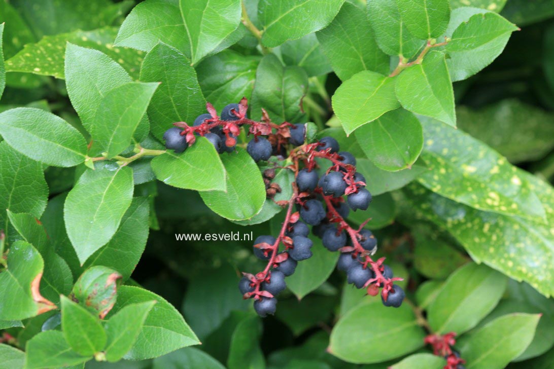 Gaultheria shallon