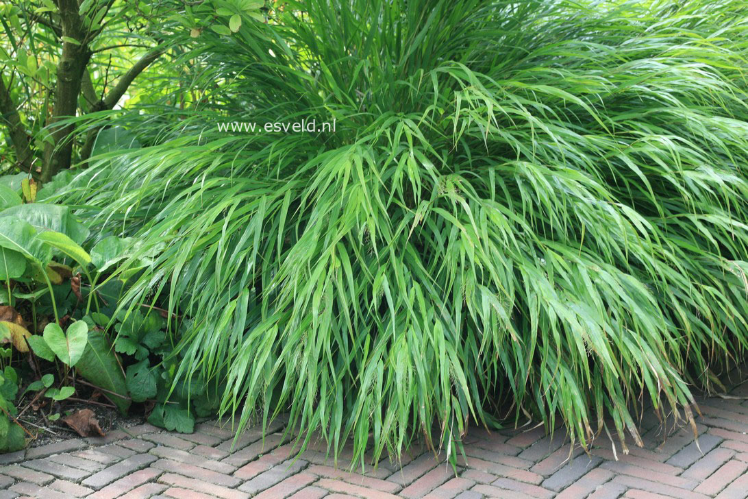 Hakonechloa macra