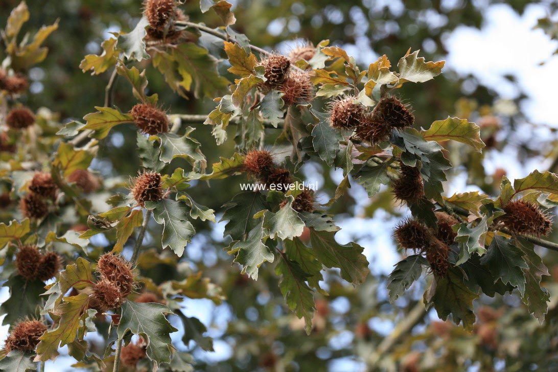 Fagus sylvatica 'Rohanii'