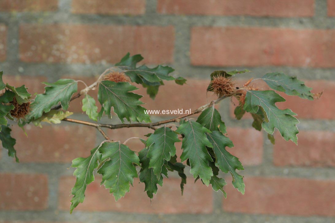 Fagus sylvatica 'Rohanii'