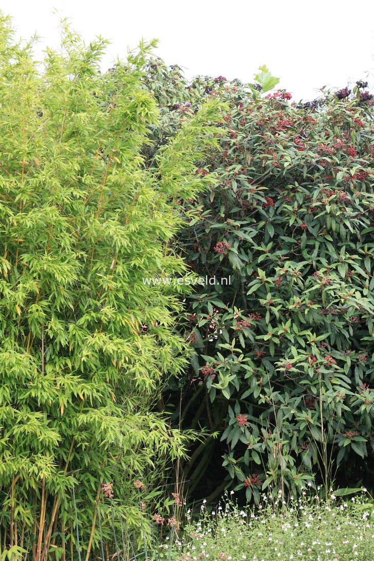 Viburnum rhytidophyllum