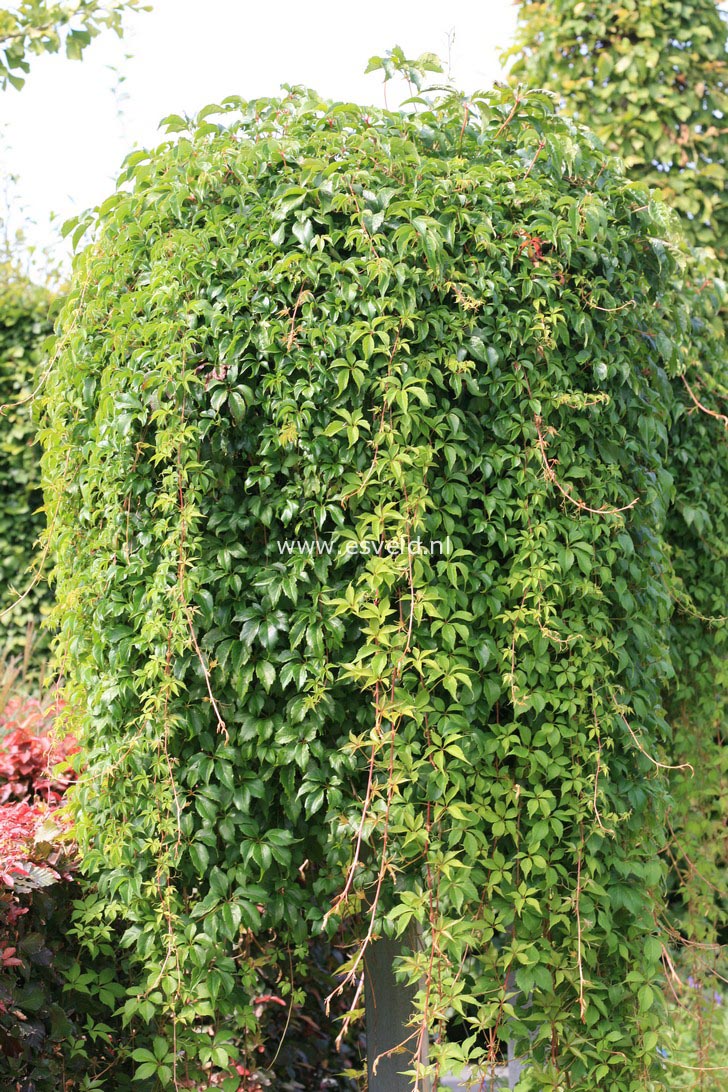 Parthenocissus quinquefolia var. engelmannii