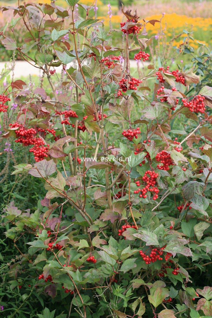 Viburnum trilobum 'Alfredo'