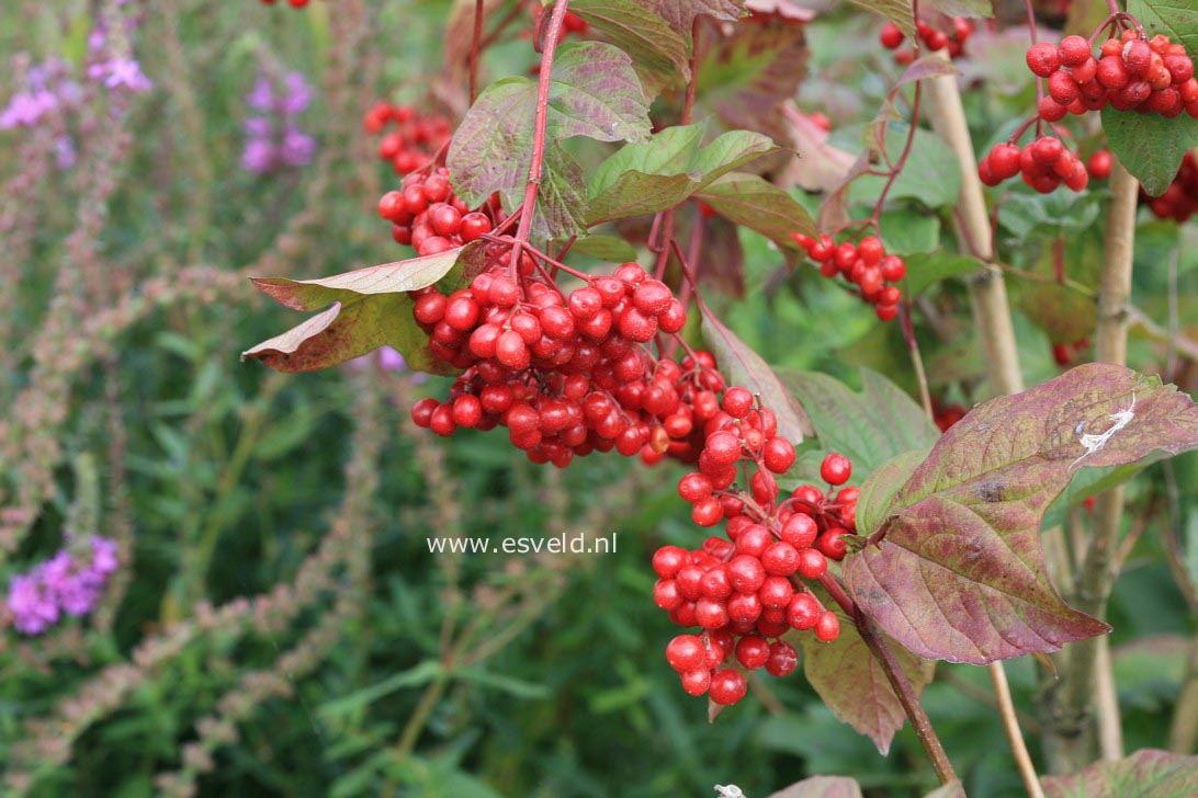 Viburnum trilobum 'Alfredo'