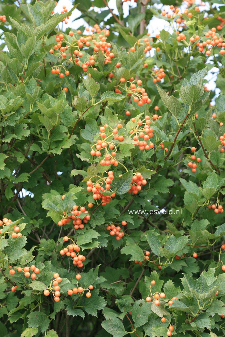 Viburnum opulus 'Xanthocarpum'