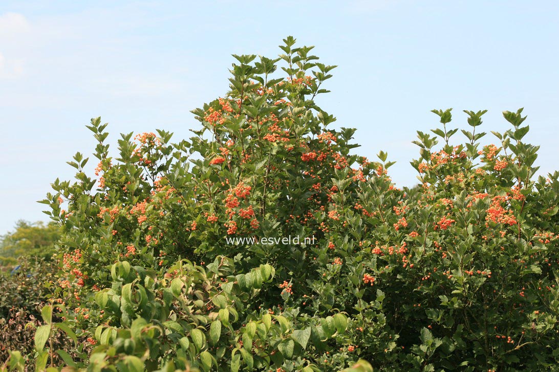 Viburnum opulus 'Xanthocarpum'