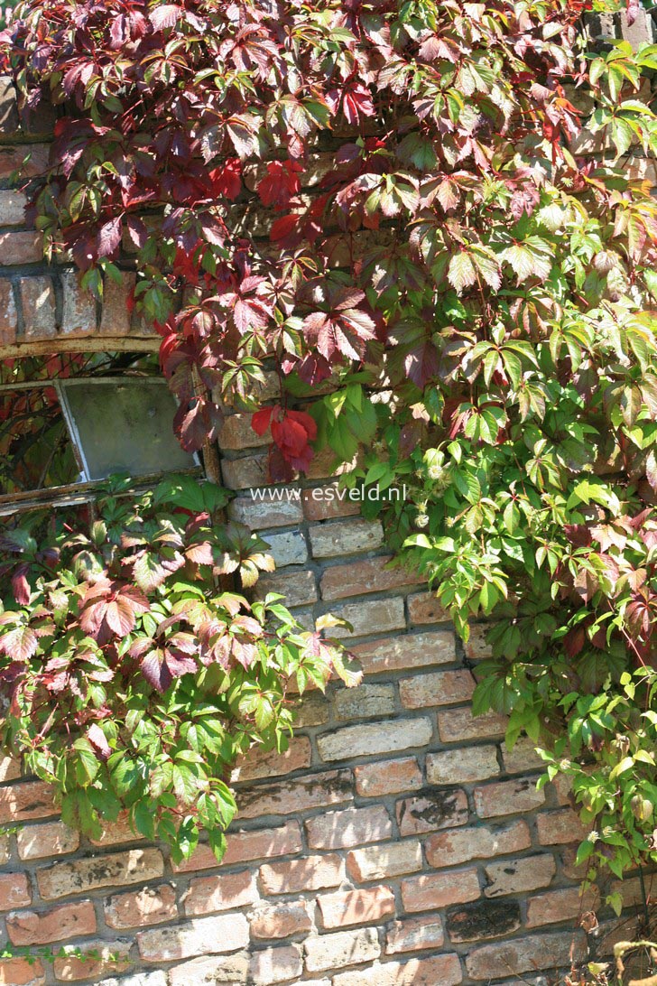 Parthenocissus quinquefolia