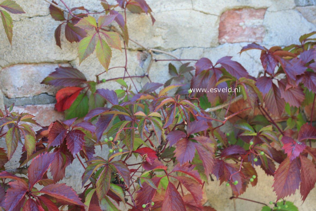 Parthenocissus quinquefolia