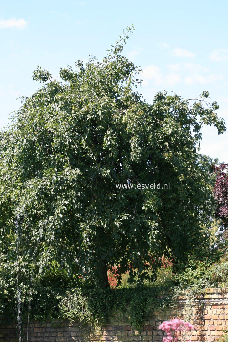 Fraxinus excelsior 'Heterophylla Pendula'