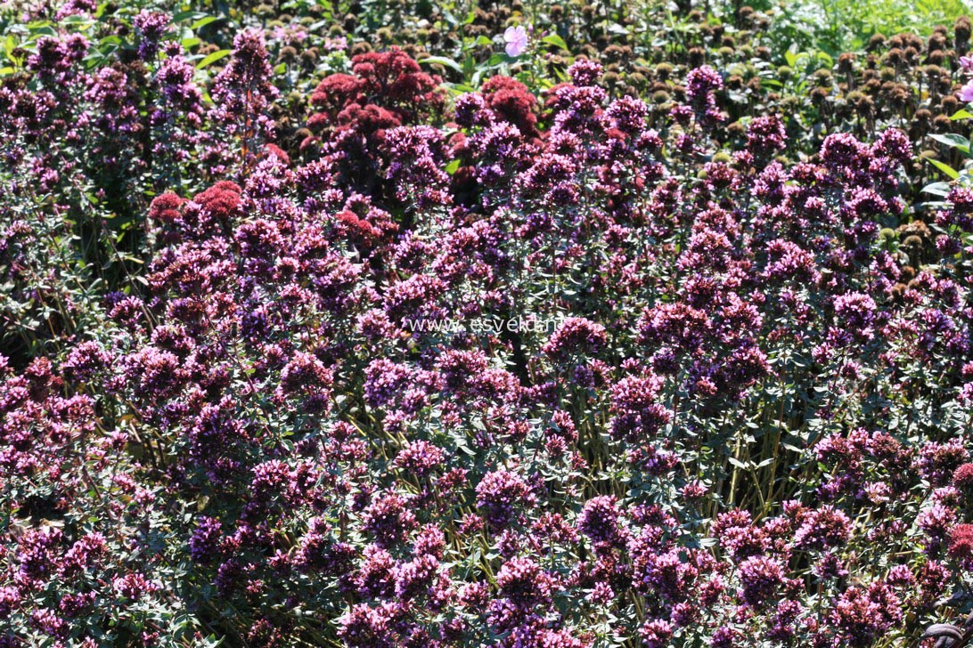 origanum laevigatum