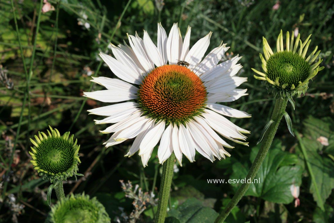 Echinacea purpurea 'Avalanche'