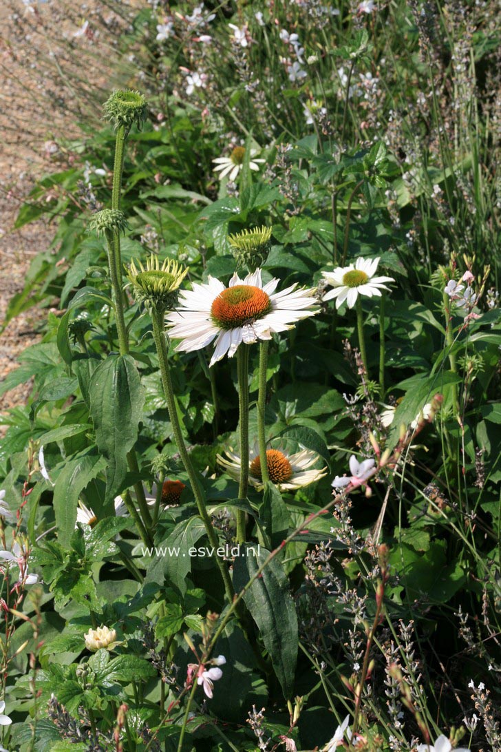 Echinacea purpurea 'Avalanche'