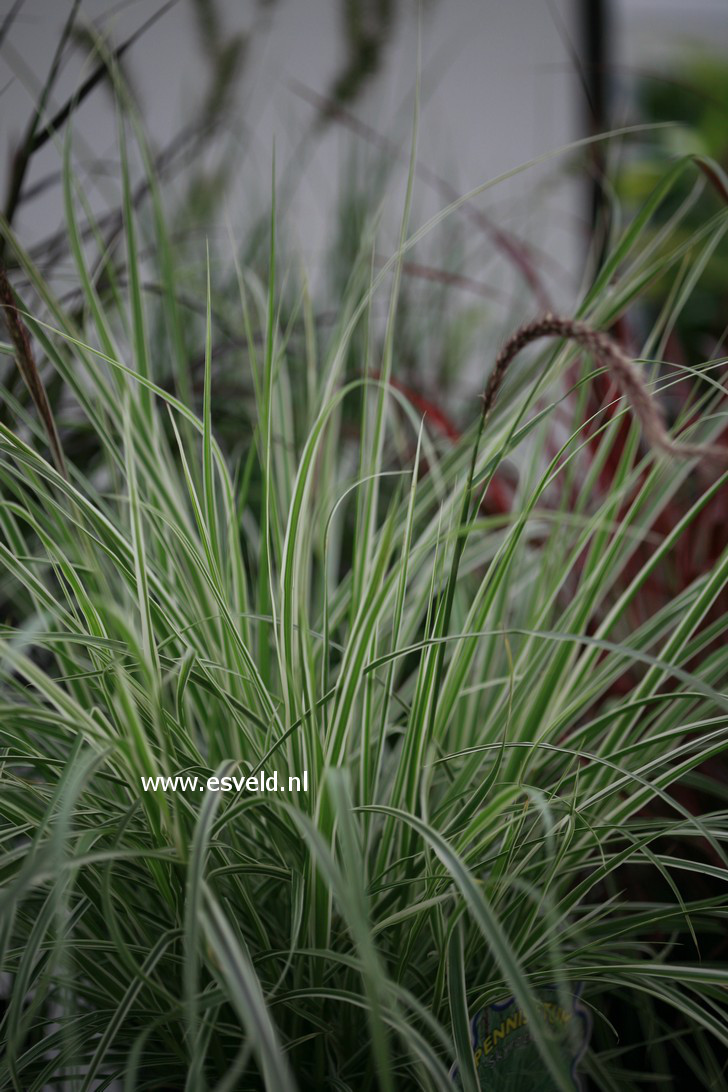 Pennisetum setaceum 'Sky Rocket'