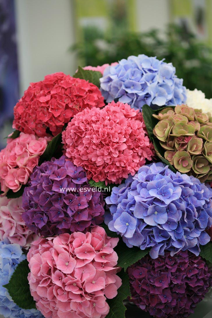 Hydrangea macrophylla