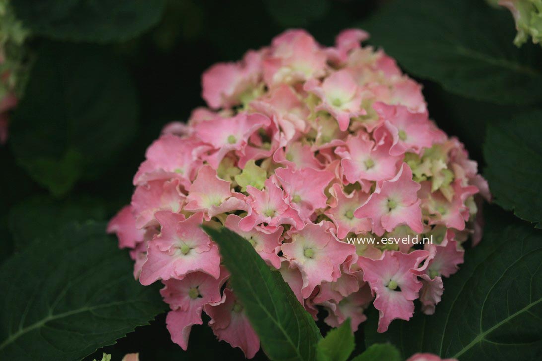 Hydrangea macrophylla 'Spike' (BEAUTENSIA)