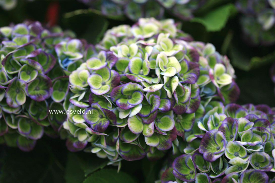 Hydrangea macrophylla 'Hokomarevo' (MAGICAL REVOLUTION)