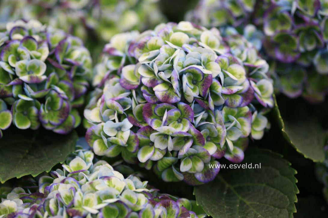 Hydrangea macrophylla 'Hokomarevo' (MAGICAL REVOLUTION)