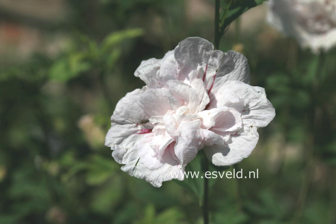 Hibiscus syriacus 'Bricutts' (CHINA CHIFFON)