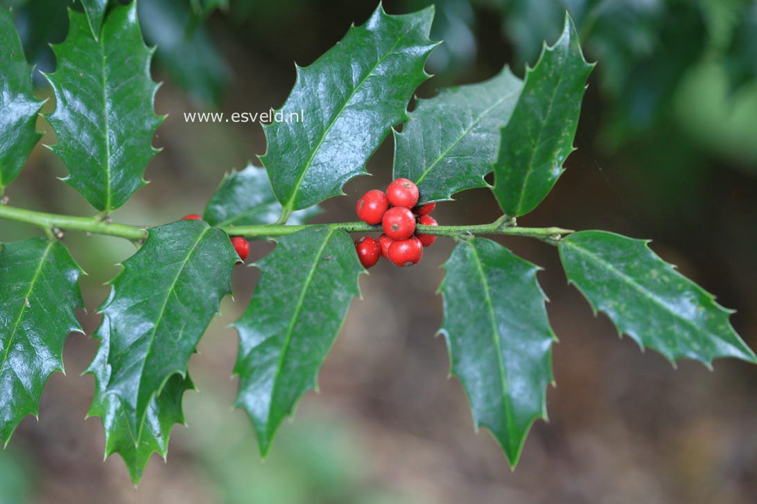 Ilex colchica