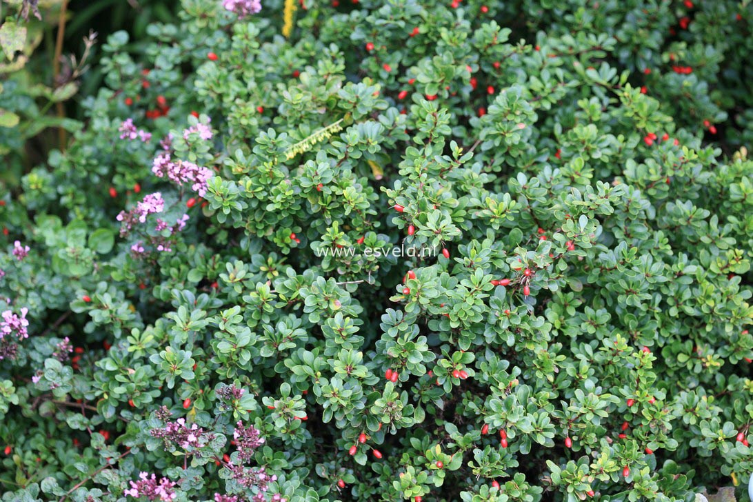 Berberis thunbergii 'Kobold'