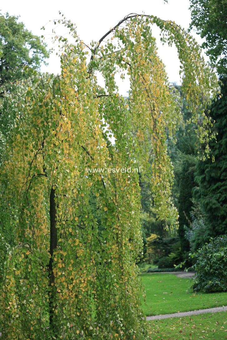 Cercidiphyllum japonicum 'Pendulum'